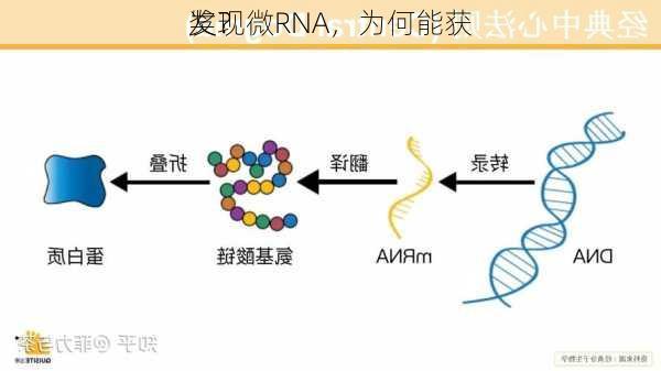 发现微RNA，为何能获
奖？