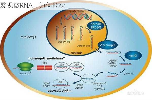 发现微RNA，为何能获
奖？